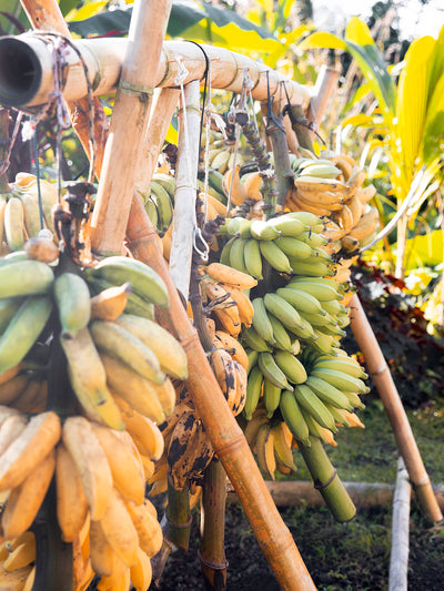 Agriculture & Produce