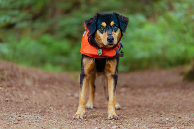 Pet Food & Care